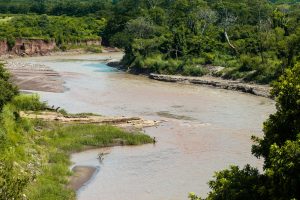 a river running through a lush green forest